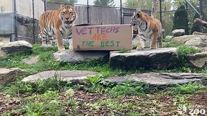 14K views · 1.1K reactions | Happy National Veterinary Technician Week to our team of passionate and dedicated RVT's  Thank you for all you do  | The Toronto Zoo | Facebook
