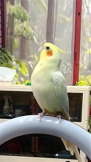 Jerry the cockatiel can't resist grooving to 'Cookie'! Too cute 🥹🦜✨ #cockatielscraze