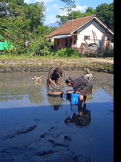 Budidaya Ikan Gurame: Panduan Lengkap untuk Pemula
