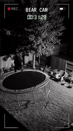 Naughty Wild Bear Jumping on Trampoline | Caught on Camera