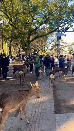 奈良公園の歩道が鹿と観光客で溢れかえる🦌