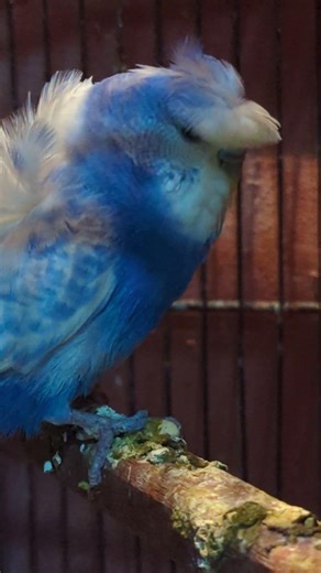 cute Bird #shorts #birds #ytshorts ✨