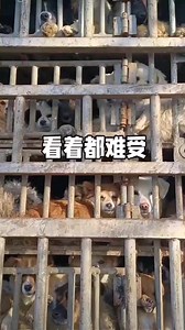 The truth about #dogmeattrade is more shocking than we can even imagine. This is Xinmin City's Dog Market in Liaoning, Northeast China, March 13th, 2024. Carloads of dogs will be traded. All of them came from a long way to face slaughtering. #mansbestfriend #wearenotfood #dogslifeinchina | We Are Not Food
