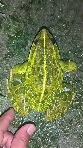 Frog Memes That Actually Made You Laugh #shorts #memes #funny