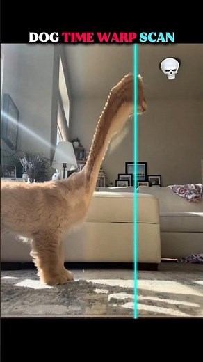 dogs time warp scan 💀#dog #pets #animal #shorts