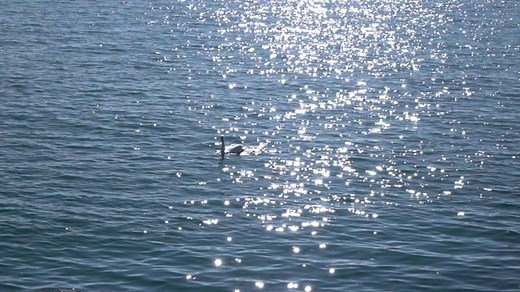 反射 水 反思 - Free video on Pixabay