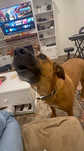 181K views · 3.6K reactions | Our redbone coonhound letting us hear about it tonight | Mississippi News | Facebook