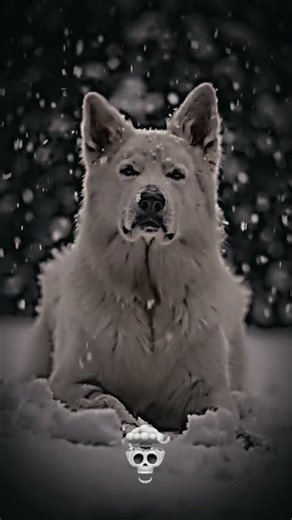 Dog Transformation | Before and After Dog Transformation Part-4 | #viral #shorts #shortsfeed #viral