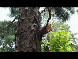 How to Easily Prune Larger Branches on Trees