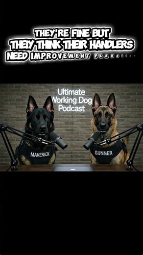 Working dog review: dogs pass, handlers fail 😂🐾 #WorkingDog #DogHumor #Shorts