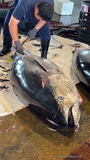 Massive giant bluefin tuna breakdown at fish market amazes everyone #BluefinTuna #FishMarket #Viral
