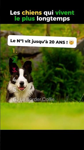 Top 6 longest-living dog breeds! 🐕