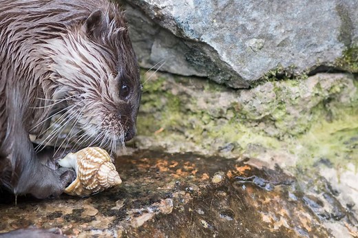 How Smart Are Otters? Everything We Know About Their Intelligence