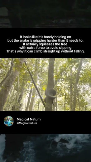 How this snake climbs a tree without slipping