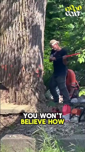 Huge Tree Falls on House #shorts #viral #moments