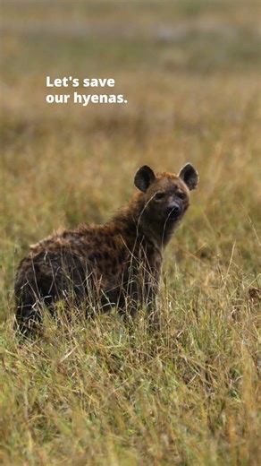 International Hyena Day 2026 | Wild Africa