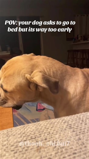 Funny Mastiff 😂🐾 #mastiff #doglife #funnydog #dogsoftiktok #foryou | dogs