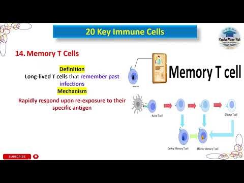 Memory T Cells, Immune cells, immune system, #trending #immunecells #immunity