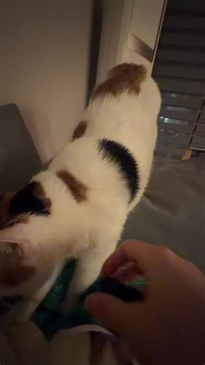 Experience the Soothing Purr Bath Therapy with Calico Cats