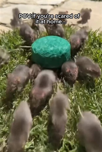 lf this is bugging you too,you might as well it a shot #bugging #mouse #mice #tiktokshop #pov