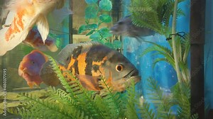 Aquarium fish Astronotus ocellatus swims in Aquarium with Other Exotic Fish