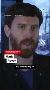 40K views · 593 reactions | The world's largest species of fish was spotted in a rare appearance. Researchers from the Hawaiʻi Institute of Marine Biology Shark Research Lab say they saw a whale shark a mile off Kāneʻohe Bay. | CNN | Facebook