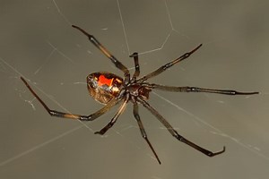 Latrodectus geometricus - Alchetron, the free social encyclopedia