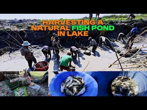 Sustainable Living: Off-Grid Life: Harvesting My Natural Lake Pond & Traditional Cooking