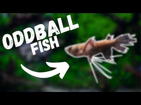 7 Incredible Aquarium Fish You’ve Never Heard Of