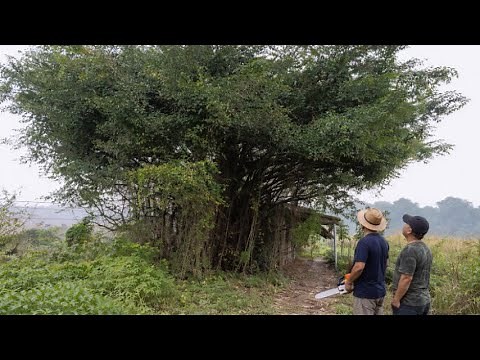 Cutting down a large tree with a dense root system | Cutting a tree from above