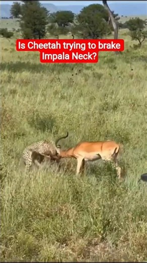 Wildlife: The Brutal Reality of Survival: Cheetah 🐆 vs. Impala 🦌#wildlife #animals #hunting