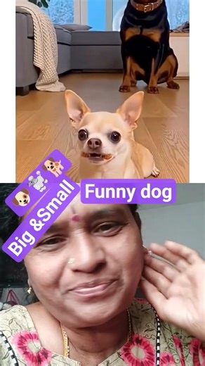 😂😂😄😄😄 funny dog big and small dogs#trending #comedy #comedyvideos #viralvideo