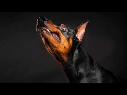 Doberman Studio Pet Photography Behind The Scenes
