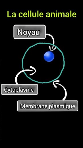 La cellule animale 🧬 | Explication simple et rapide | 1ère année collégiale #svt #NORONE