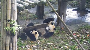 89K views · 16K reactions | Son, don’t blame me for not teaching you more skills other than eating bamboo and drinking milk. Today you’ll learn about how to dismantle our garden. Let’s start with the swing. (Lu Lu & Nong Nong) #HiPanda #CCRCGP | iPanda | Facebook