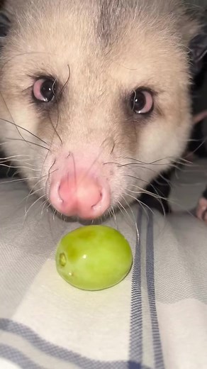 Credit: 📸 (All rights®are reserved & belong to their respective owners) . . . . . . . . . . . . . . #opossum #opossums #opossumsofinstagram #opossummemes #opossumlove #opossumskull #opossumbay #possum #virginiaopossum #babyopossum #possumlove #opossummeme #opossumfurry #opossumofinstagram #opossumlivesmatter #opossumsareawesome #possummemes #opossumart #opossumcore #opossumlife #adorableraccoons #opossumhollowfarm #trashcat #opossumbabies