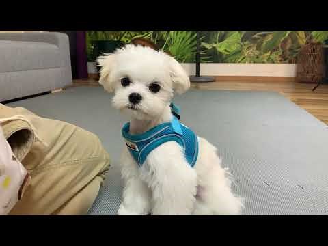 Learn to say "NO" to food with Xanti the Maltese 😜 Funny dog video