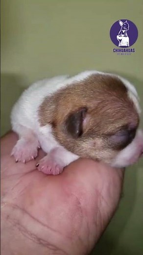 Hembra Chihuahua Bebe Vaquita - Nov 2025