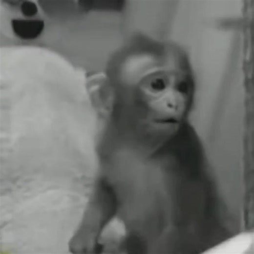 The Importance of Contact Comfort in Attachment Theory