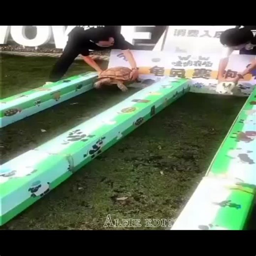 best turtle edit ever??? #turtle #edit #viral #fyp #worldwide