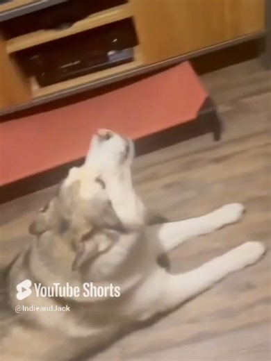 Howling at Our Dogs Was a Mistake 😂 Have you ever wondered what would happen if a human tried to howl at a puppy German Shepherd and a Malamute? Well… we did — and the result turned into an unexpected group sing-along! In today’s video, we decided to test the dogs’ reaction to a human howl, and let’s just say they had a lot to say about it. Malamutes are famous for their voices, and German Shepherds are never shy about joining in, so combining the two made for some hilarious and surprisingly lo
