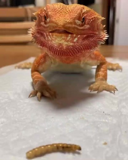 5.3K views · 130 reactions | So much delicious........ #beardeddragoncare #beardeddragonbreeder #beardeddragonsofinsta #beardeddragonlife #beardeddragons #beardeddragon | Bearded Dragon Lovers Community | Facebook