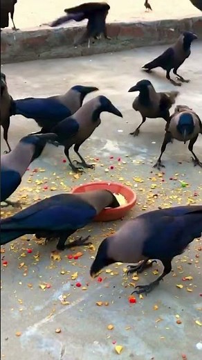 Crow noise loudly #crow_tube #crows #animalsounds #birdsounds #animals #crowsounds #birds