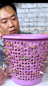 Menanam Bawang Merah di keranjang sampah #unik #reels #cara #tips #berkebun #petanikreatif | Galeriiput