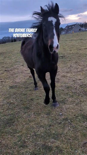 Horse SUPER EXCITED To See His Mummy Emily! - BFF Horse Riding Shorts #329