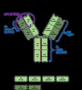 IgG和IgE - 健康 2025