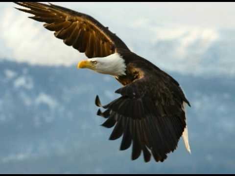 The Eagle Story -- Boy Scouts of America Eagle Scout Court of Honor (COH) Video