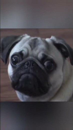 Funny Animal Video Compilations | Cute Animals` | Funny