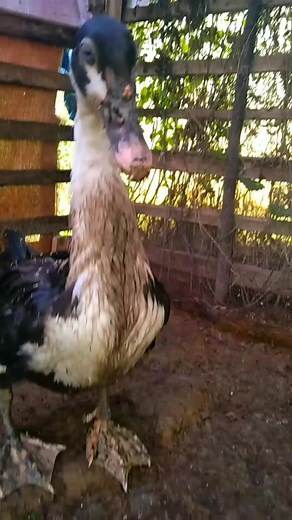 Selamat tinggal #reelsviral #reelsfbシ #reelsindonesia #reelfyp #fyppp #duck #frame #design #interaksiluas #doa #peliharaan #popularreels #seriesnetflix #animals #happy #semuaorangツ #konsisten #lampung #banten #monetisasi #jualbeli #entokjumbo #peternakmuda #random #muscovyduck #sederhana #lokal #anak #reelsviralシfb | Saung Sawah Entok