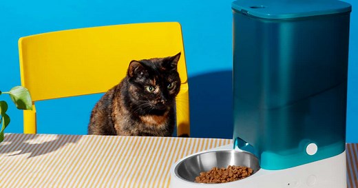 Mon chat ne mange plus, que faire ?